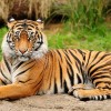 Royal-bengal-tiger-desibantu