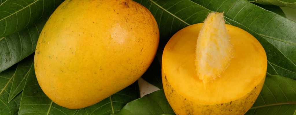 alphonso-mangoes-devgarh