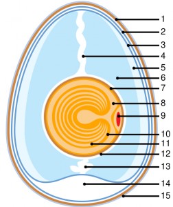 Anatomy of an egg