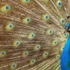Peacock-peafowl-desibantu
