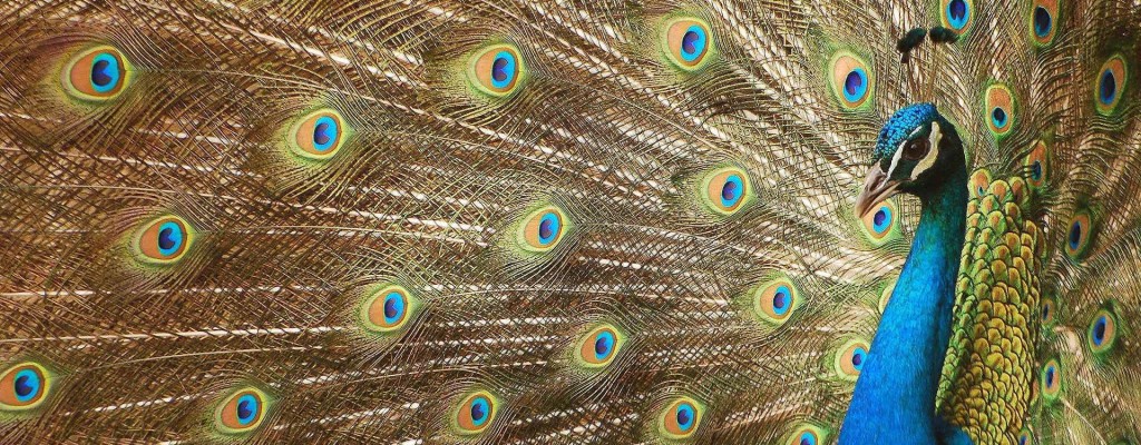 Peacock-peafowl-desibantu
